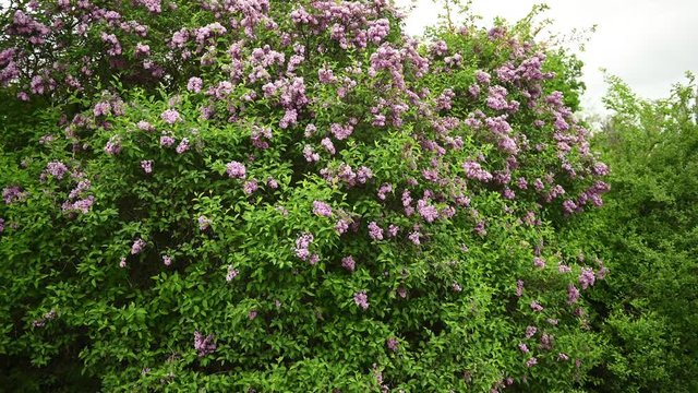 Beautiful blooming lilac buds move in the wind. A large bush in the middle of a city park