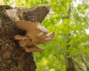 Wood mushrooms grew on pine bark. The tree is lit by the sun. Background with pine trunk and tree mushrooms.