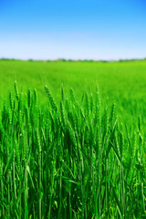 green wheat field close up