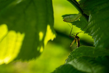 European crane fly sitting on a leaf hiding from the sun, huge mosqito on hazelnut tree leafes, green background, resting insect with long legs, sunny day on april