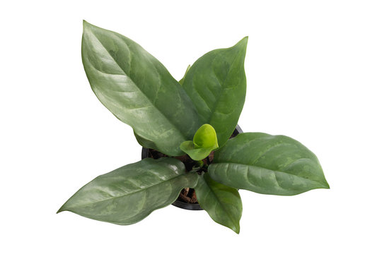 Top viwe Ornamental plant in pot on isolated white background.homeplant Object clipping path