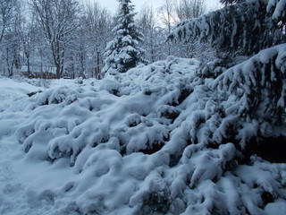 Fototapeta na wymiar winter forest in the snow