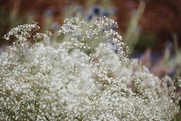 photo of white flowers in the nature