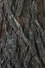 Brown peeled bark of an old tree
