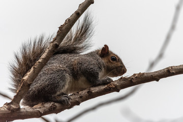 gray squirrel crouching in tree branches