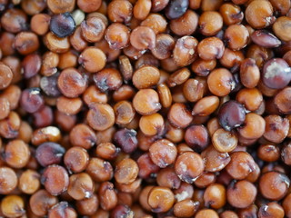 Red Brown Whole Grain Quinoa Closeup 