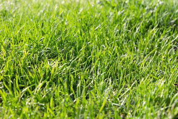 Fresh green grass background