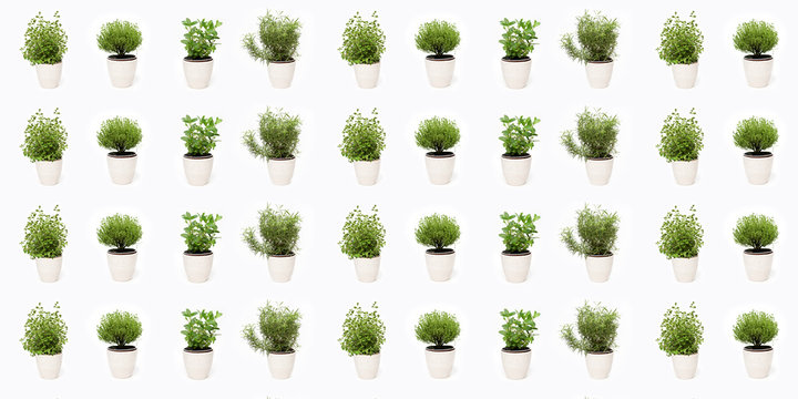 Green thyme, oregano, mint and rosemary plants growing in basket on white background isolated pattern