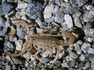 Arizona Desert Striped Scorpion closeup