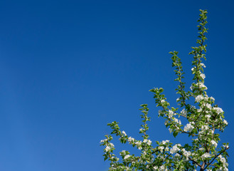 Background with empty space in the form of a blossoming apple tree for a layout of a postcard or a banner. The top of the apple tree with white flowers on a background of blue sky.
