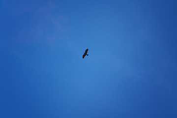 Naklejka na ściany i meble Bird of prey soars in the blue spring sky.