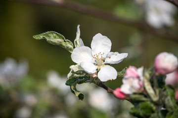 Blossom apple tree spring flowers