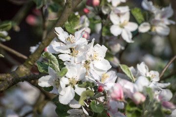 Blossom apple tree spring flowers