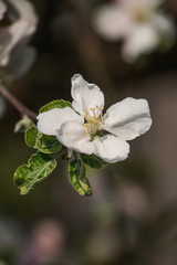 Blossom apple tree spring flowers