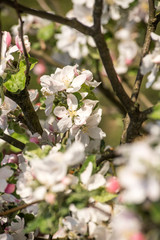 Obraz premium Blossom apple tree spring flowers