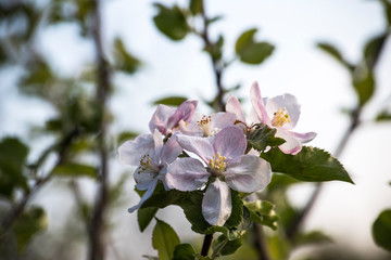 Blossom apple tree spring flowers