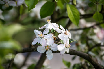 Blossom apple tree spring flowers