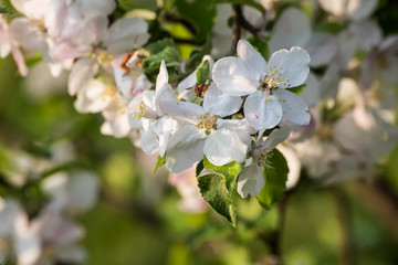 Fototapeta premium Blossom apple tree spring flowers