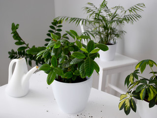 Evergreen house plants in white pots and white watering can on white table. Replanting