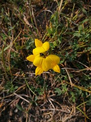 yellow spring flowers