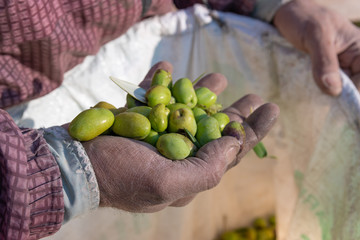 Farmer holding a hand full of olives in farm.