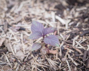 Young red perilla plant cultivated at vegetable garden with mulch near Dallas, Texas, USA