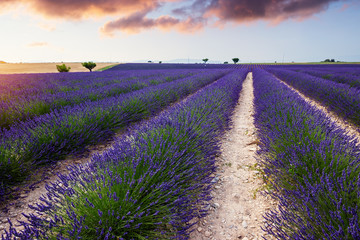 Fototapeta na wymiar Lavender field near Valensole