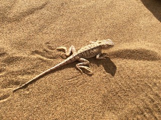 Lizard on the Sand