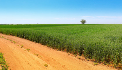 green wheat field against a blue sky