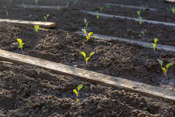 Sprouts hatch from the ground and reach for the sun. Seedling grows up in the lines in the garden