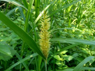Close up Pennisetum purpureum (Cenchrus purpureus Schumach, Napier grass, elephant grass, Uganda grass, kolonjono, suket gajah) with ntural background. A giant tropical grass.