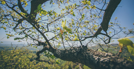 Spring panorama of the hills in Kozjansko, with tree branches bloming in the foreground and green hills in the background. Focus on the branch with bark.