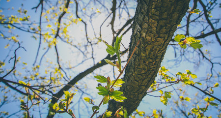 Spring panorama of the hills in Kozjansko, with tree branches bloming in the foreground and green hills in the background. Focus on the branch with bark.