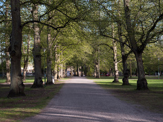 Fototapeta na wymiar trees alley in the city park