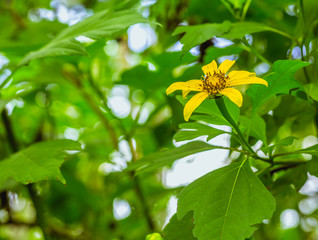 Obraz premium flor amarilla