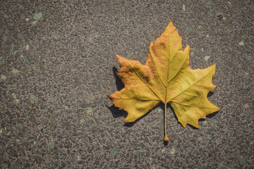 Light yellow and green bottom surface of maple leaf lying on asphalt. Copy space on the left. Maple leaf in autumn colors on asphalt road.