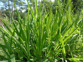 Close up Pennisetum purpureum (Cenchrus purpureus Schumach, Napier grass, elephant grass, Uganda grass, kolonjono, suket gajah) with ntural background. A giant tropical grass.