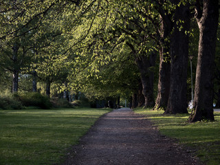 path in the park between trees
