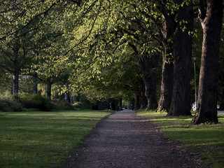 Fototapeta premium path in the park between trees