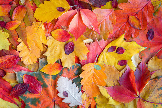 Red and orange background of various autumn leaves. The colorful background image of fallen autumn leaves is ideal for seasonal use. Copy of the space