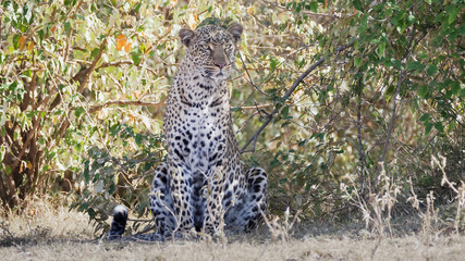 front view of a leopard sitting in shade at masai mara