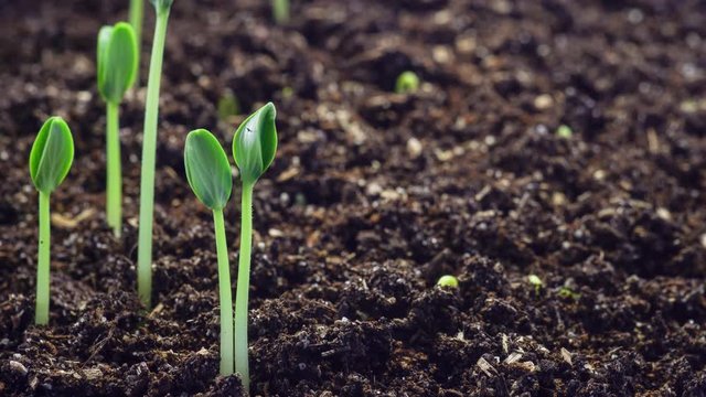 Growing green plants time lapse