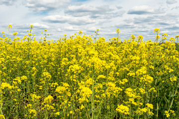 Blooming rapeseed plants on a field in closeup against a blue and white sky