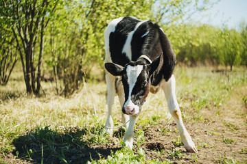 Young calf barely stands on his feet in the field