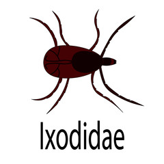 Exody tick that causes dangerous diseases encephalitis and borreliosis.