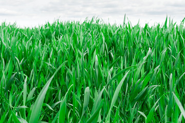 green grass close-up on background blue sky and white clouds