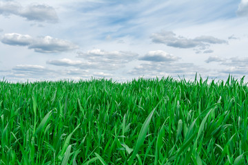 green grass close-up on background blue sky and white clouds
