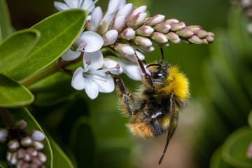 A insect portrait ,bumblebee pollinating flowers, macro photography