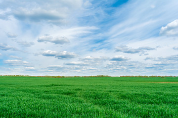 Green field and blue sky with white cloud