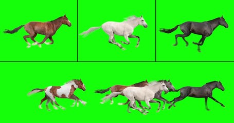 Animated herd of six horses running, and three individual galloping horses, isolated on green background. Create your own herd with the individual brown, white, and black horses. 